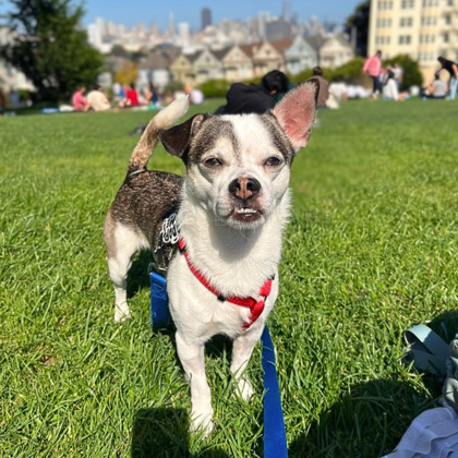CHEX - Short Coat Chihuahua / Mix available for adoption