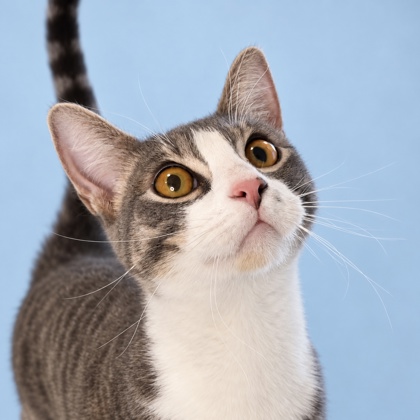 FLANNEL - Domestic Shorthair / Mix available for adoption