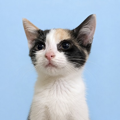 CASHMERE - Domestic Shorthair / Mix available for adoption