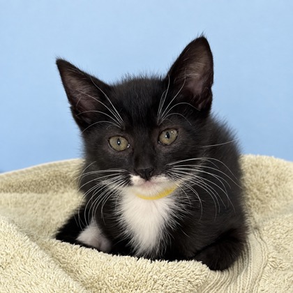 SPIDER LILY - Domestic Shorthair / Mix available for adoption