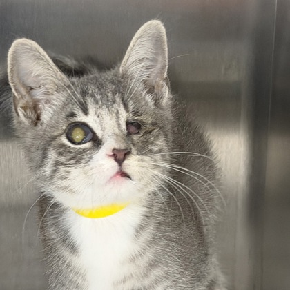 JW - Domestic Shorthair / Mix available for adoption
