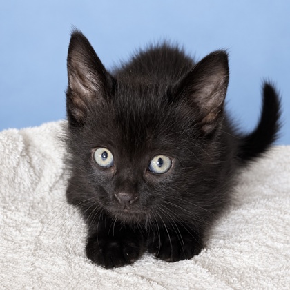 BLACK JACK - Domestic Shorthair / Mix available for adoption