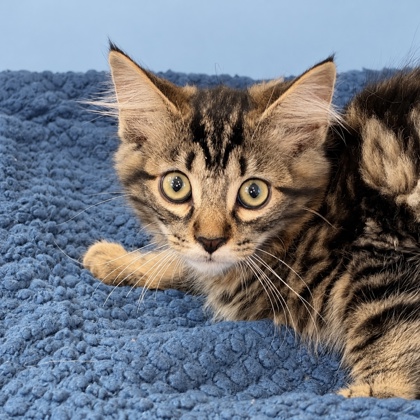CODY - Domestic Shorthair / Mix available for adoption