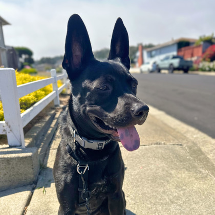 LITTLE BISCUIT - Shepherd / Mix available for adoption