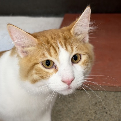 HASSAN - Domestic Shorthair / Mix available for adoption