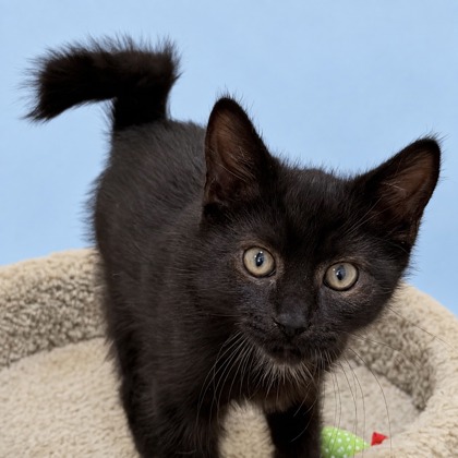 CRANKY DOODLE DONKEY - Domestic Medium Hair / Mix available for adoption