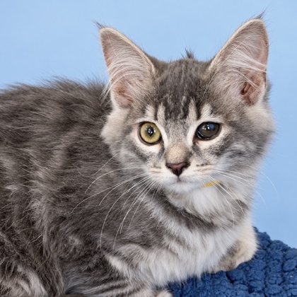 ANNABELLE - Domestic Shorthair / Mix available for adoption