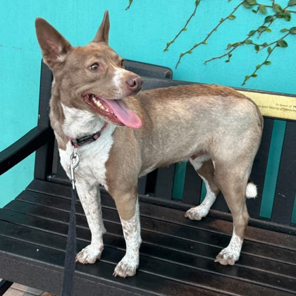 SWEET HEAT - Australian Cattle Dog / Mix available for adoption