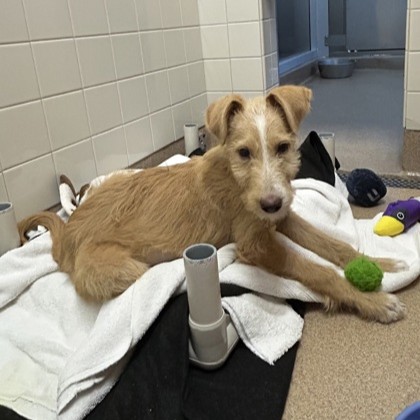 GOLDIE-LOCKS - Terrier / Mix available for adoption