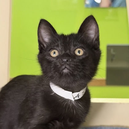 MASON - Domestic Shorthair / Mix available for adoption