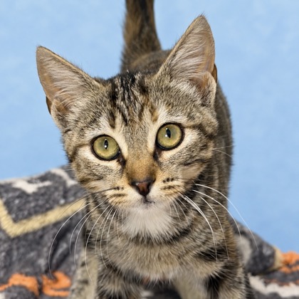 JASMINE - Domestic Shorthair / Mix available for adoption
