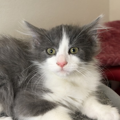 CLOVER - Domestic Shorthair / Mix available for adoption