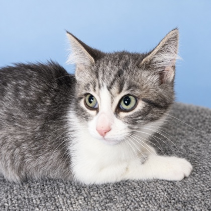 CECILIA ZANDALASINI - Domestic Shorthair / Mix available for adoption