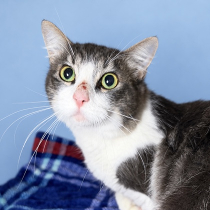 TIM BURTON - Domestic Medium Hair / Mix available for adoption