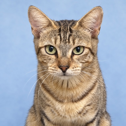 JENNY - Domestic Shorthair / Mix available for adoption