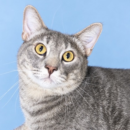 EDDIE - Domestic Shorthair / Mix available for adoption