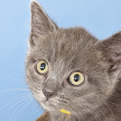 TACO BELL - Domestic Shorthair / Mix available for adoption