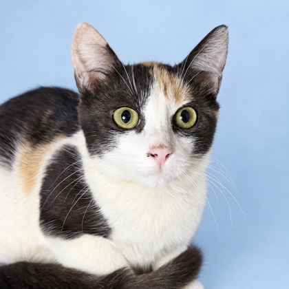 CASHMERE - Domestic Shorthair / Mix for adoption in San Francisco