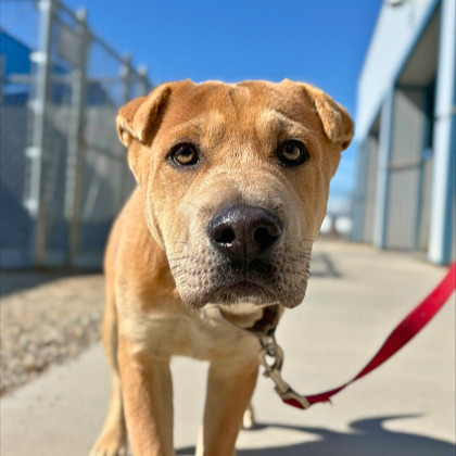 TOADSTOOL - Chinese Shar-Pei / Mix available for adoption