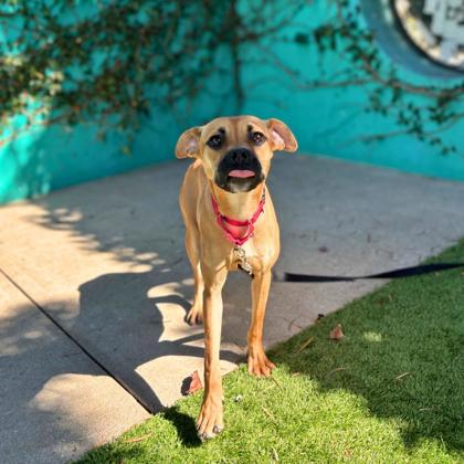 HOORAY - Shepherd / Mix available for adoption