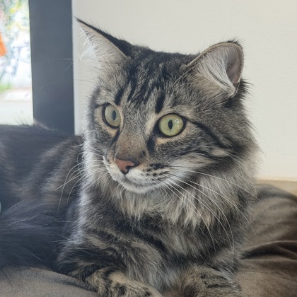 HENNESSY - Domestic Medium Hair / Mix available for adoption