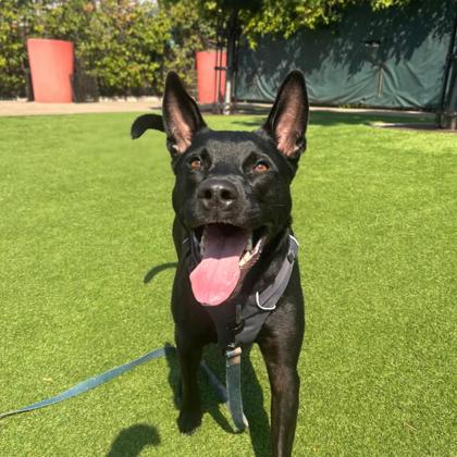 MIMI - Pit Bull Terrier / Mix available for adoption