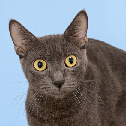 JACKIES - Domestic Shorthair / Mix available for adoption