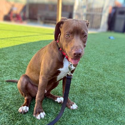 DUCKY - Labrador Retriever / Mix available for adoption