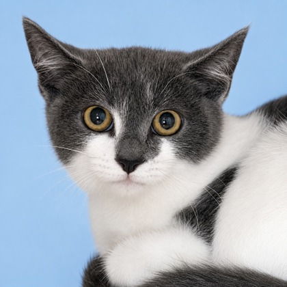 DAGMARA - Domestic Medium Hair / Mix available for adoption