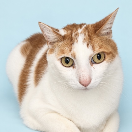 SAMSON - Domestic Shorthair / Mix available for adoption