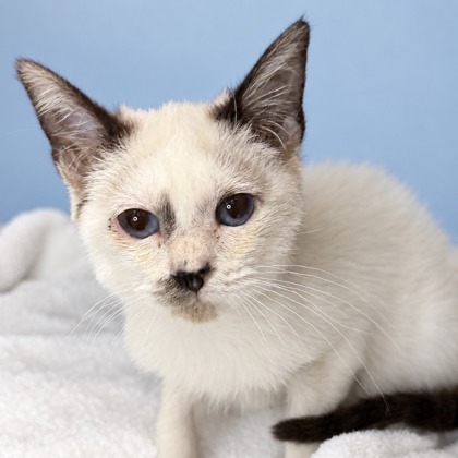 FANCY - Siamese / Mix available for adoption