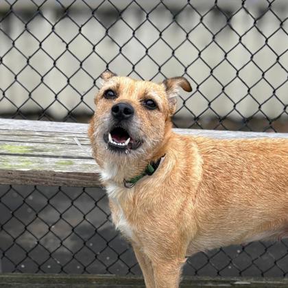 SIDNEY - Terrier / Mix available for adoption