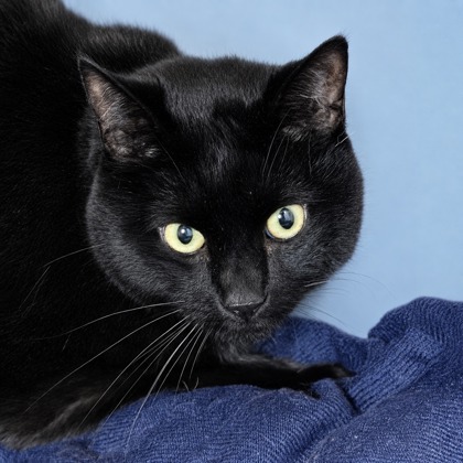 PHILLIP - Domestic Shorthair / Mix available for adoption