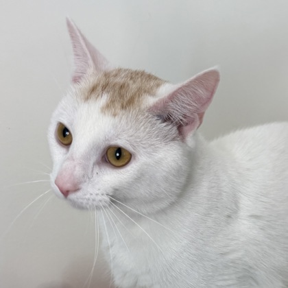 FINN - Domestic Shorthair / Mix available for adoption