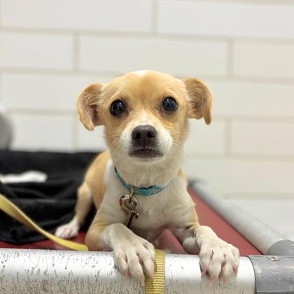 JUNITH - Short Coat Chihuahua / Mix available for adoption