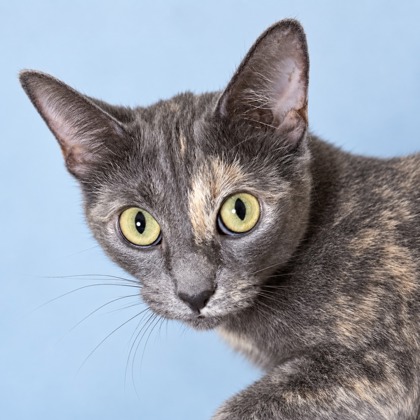 NIRVANA - Domestic Shorthair / Mix available for adoption