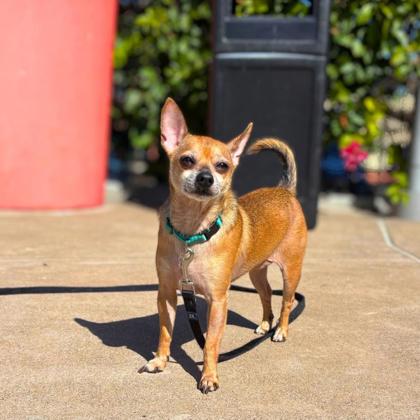 BOBO - Short Coat Chihuahua / Mix available for adoption