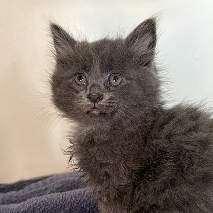 ASH - Domestic Medium Hair / Mix available for adoption