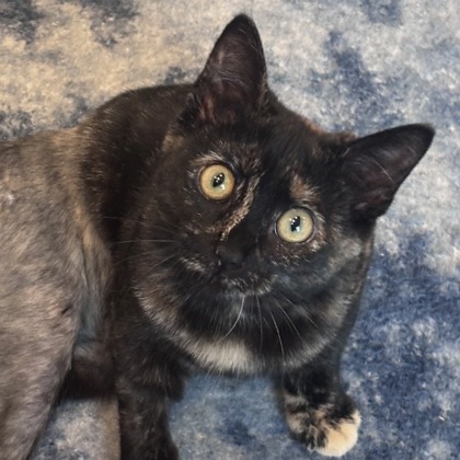 RYLAND - Domestic Shorthair / Mix for adoption in San Francisco