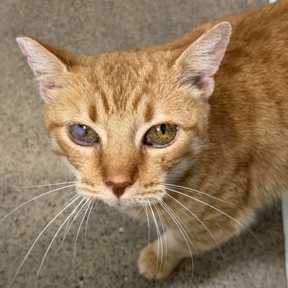 CHERRY BOMB - Domestic Shorthair / Mix available for adoption