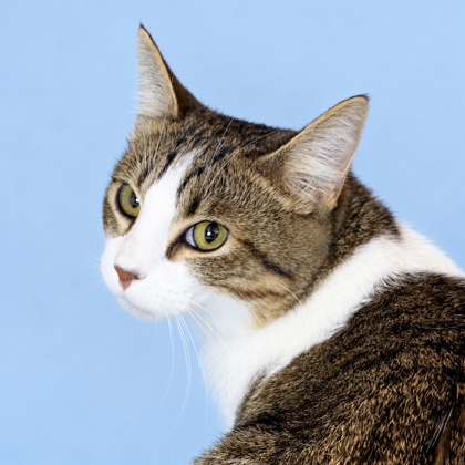 DEMETRIO - Domestic Shorthair / Mix available for adoption