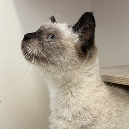 LITTLE DEBBIE - Domestic Shorthair / Mix available for adoption