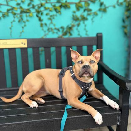 MONA - Pit Bull Terrier / Mix available for adoption