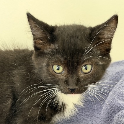 GILES - Domestic Shorthair / Mix available for adoption