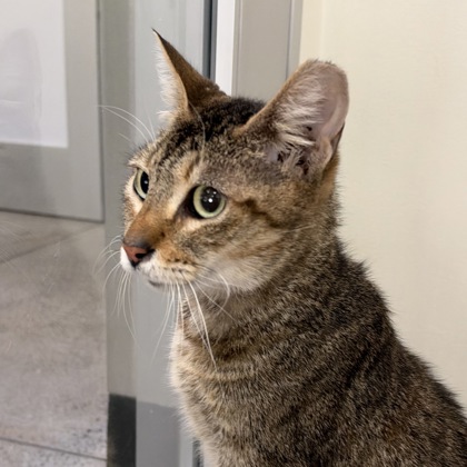 MAXIMA - Domestic Shorthair / Mix available for adoption