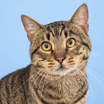 BOWIE - Domestic Shorthair / Mix available for adoption