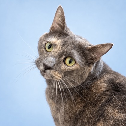 WILLOW - Domestic Shorthair / Mix available for adoption