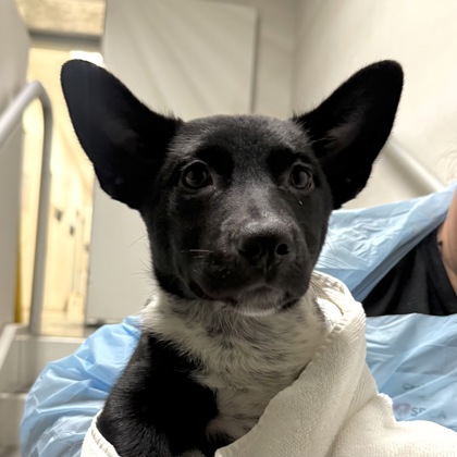 MOXIE - Australian Cattle Dog / Mix available for adoption