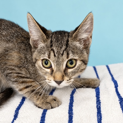 SMARTIES - Domestic Shorthair / Mix available for adoption