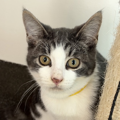 MAXIMUS - Domestic Shorthair / Mix available for adoption
